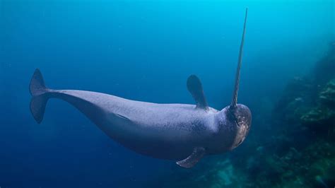 Narwhal 5 Facts About The Unicorn Of The Sea