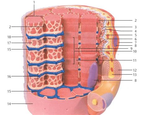 We'll go over all the muscles in your upper arm and forearm as well as explain. Muscle Fiber Labeling Quiz