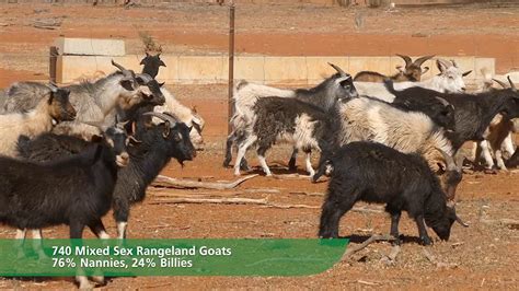 740 Mixed Sex Rangeland Goats A C Baty Youtube