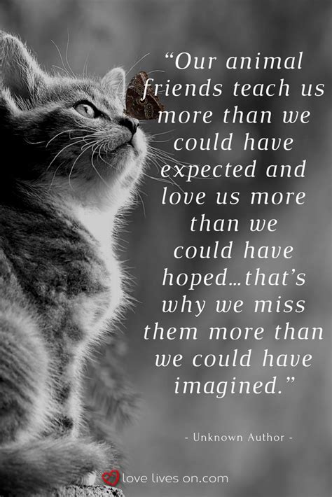 Quotes About The Loss Of A Cat Inspiration