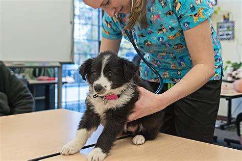 Vca is where your pet's health is our top priority and excellent service is our goal. Free vet clinic caters to pets of homeless, low income ...