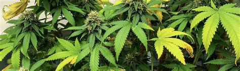 Magnesium Deficiency In Cannabis Plants I49 Blog