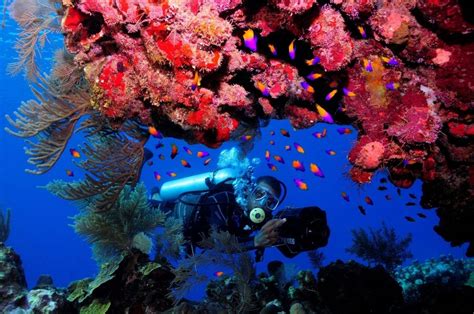 your ultimate guide to scuba diving in negril jamaica skylark negril beach resort jamaica