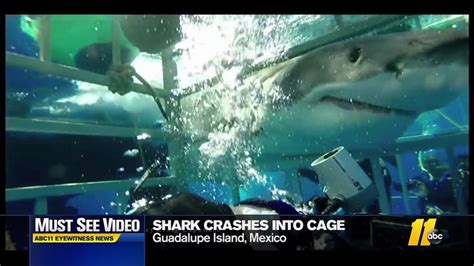 Kentucky Teen Punches Shark To Escape Attack Off Florida Coast