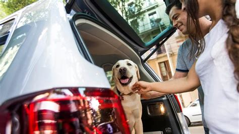 Gli Otto Consigli Di Seat Per Viaggiare Insieme Al Proprio Cane Today