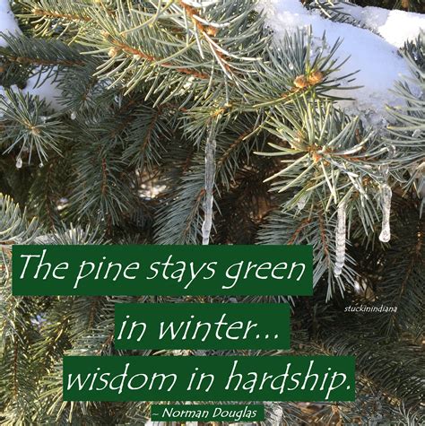 The Pine Stays Green In Winter Wisdom In Hardship ~ Norman