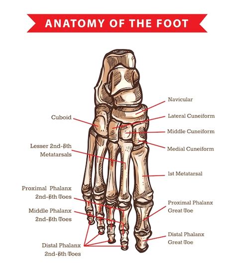 Esquema De La Anatomía De Los Huesos Del Pie Humano De La Medicina
