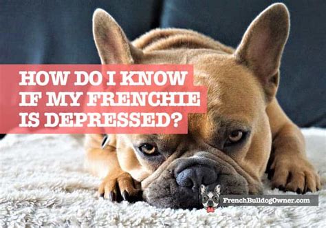 How Do I Know If My French Bulldog Is Depressed 13 Signs