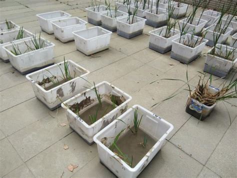 Growing tote plastic bin boxes , w160 garden rectangular plastic