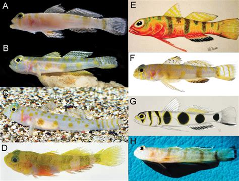 Two New Species Of Gobies Described From The Deep Reefs Of The