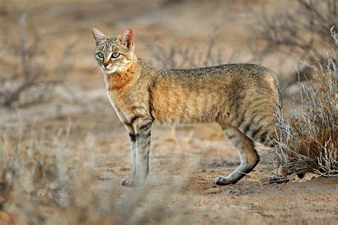 African Wildcats Under Threat Of Hybridization By Domestic And Stray