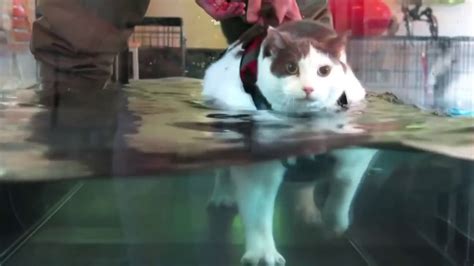 Fat Cat Treadmill Youtube