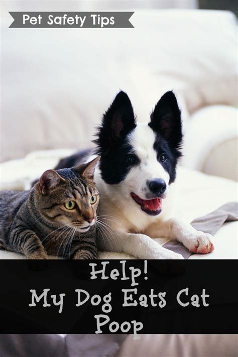 Help My Dog Eats Cat Poop Pet Safety