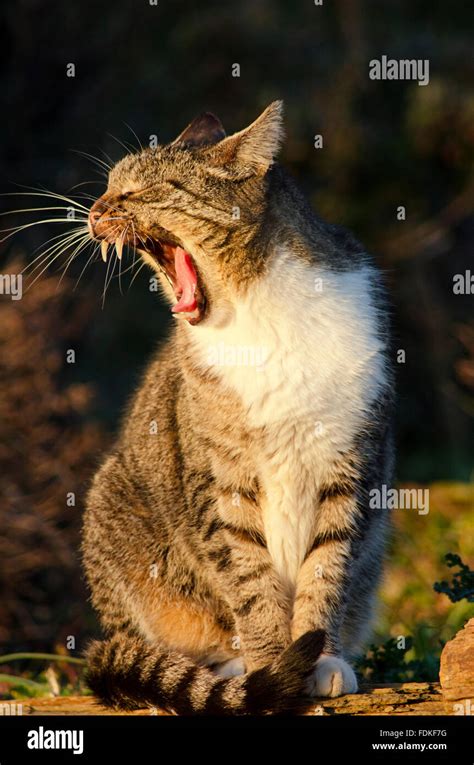 Portrait Of A Yawning Cat Stock Photo Alamy