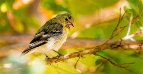 The Top 10 Smallest Birds In North America Imp World