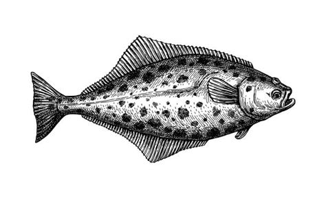 10 Pacific Halibut Stock Illustrations Royalty Free Vector Graphics