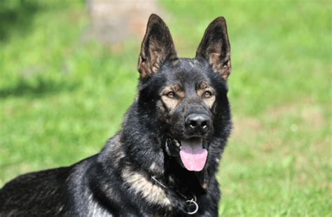 Sable German Shepherd Top Facts And Guide Pets Nurturing