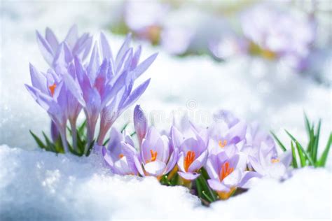 Beautiful Spring Flowers Crocuses Spring Break Out From Under The Snow