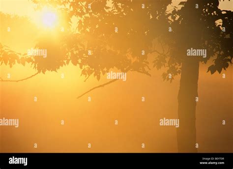 Sunburst Through Tree Stock Photo Alamy
