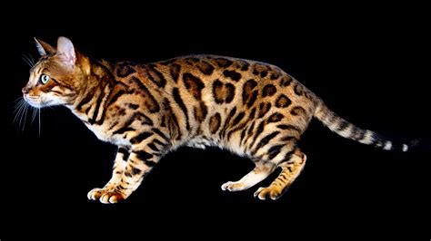 Кошки Леопардового Окраса Порода Цена Фото —