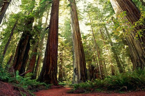 Maybe you would like to learn more about one of these? Mendocino County - Discover California Wines