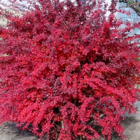 Thunbergi Kukerpuu Berberis Atropurpurea Nana Palgisalu