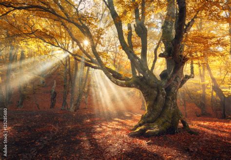 Autumn Forest In Fog With Sun Rays Magical Old Tree At Sunrise