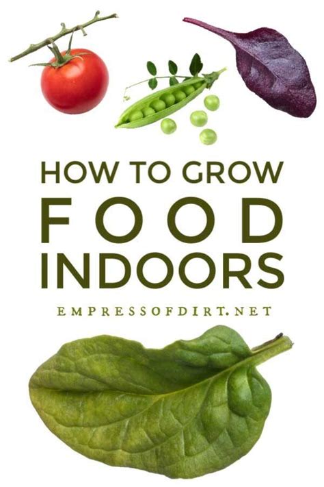 Another veggie to grow indoors is lettuce. Grow Vegetables Indoors (Easy Beginner's Guide) | Growing ...