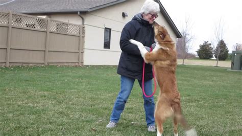 Duke Of Almost Home Dog Rescue Of Ohio Youtube