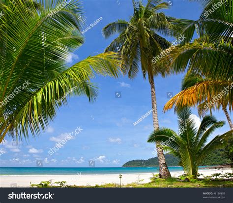 Beautiful Tropical Beach Coconut Palm Trees Stock Photo