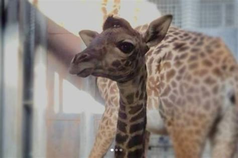 Toronto Zoo Welcomes New Baby Giraffe Verve Times