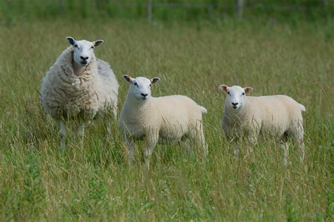 Lleyn Sheep Society