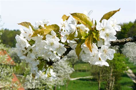 Branch Of A White Flowering Cherry Tree In Bloom In Front Of Trees