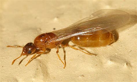 Small Tan Winged Ant Solenopsis Bugguidenet