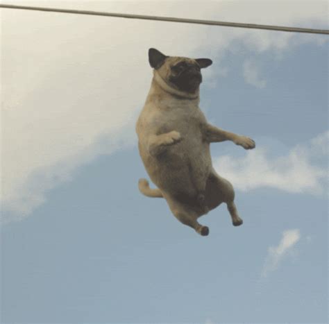 Pug Floating  Find And Share On Giphy
