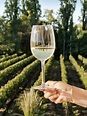 Sauvignon Blanc vs Pinot Grigio: Comparing two Great Wines