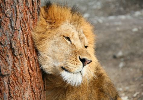 Top 15 Hình Nền Sư Tử Lion đẹp Cho Máy Tính
