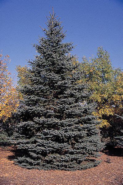 Landscaping Tips Facts About And Planting Instructions For Blue Spruce