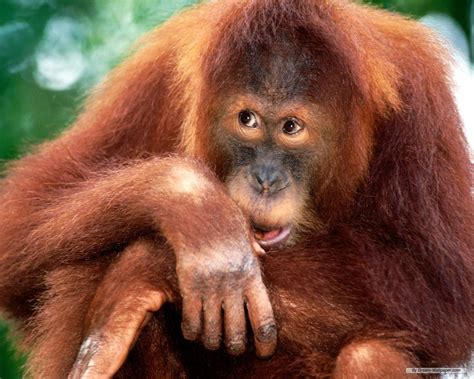 Be Vegan Make Peace Primates In Peril Conservationists Reveal The