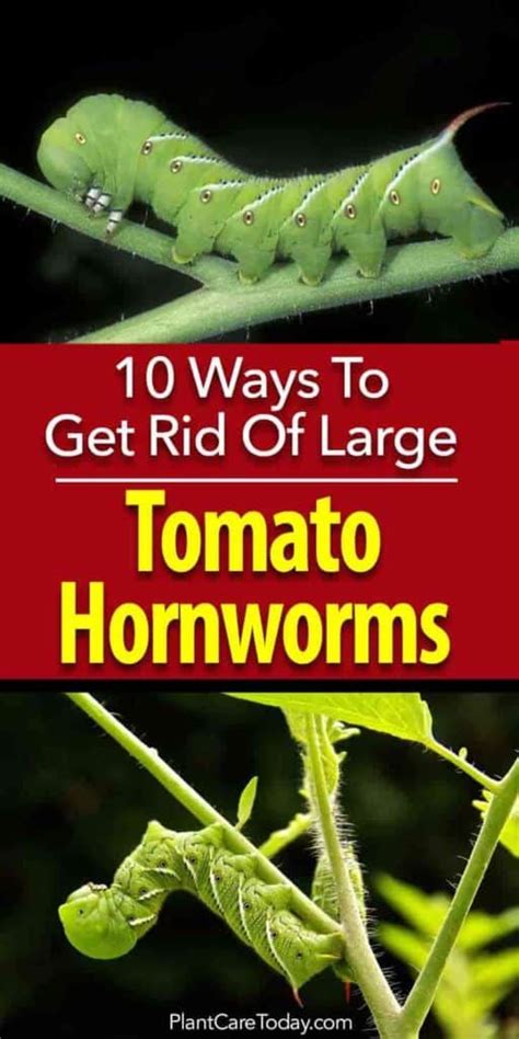 How To Get Rid Of Tomato Worms 10 Ways Tomato Garden Tomato