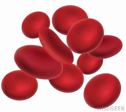 Blood Cells Cell Clipart Diagram Cartoon Count