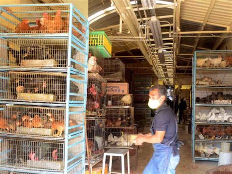 Sonora El Mercado Negro De Los Animales En Cdmx 66 Años De Abuso Y