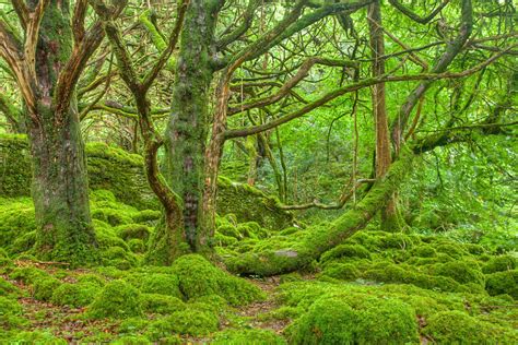 Emerald Forest Killarney National Park By Somadjinn On Deviantart