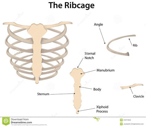 Diagram Of D Human Rib With Labels The Rib Cage Labeled Diagram Stock