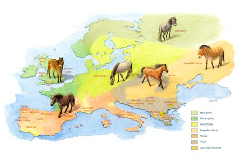 New Release Of Horses Advances Rewilding In The Greater Côa Valley