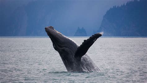 Bing Wallpapers Page 1 Humpback Whale Whale Kenai Fjords