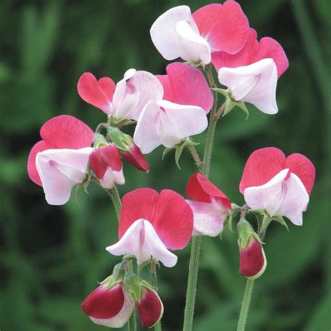 Little Red Sweet Pea Flower Seeds Grow Your Own Vegetables Mckinley