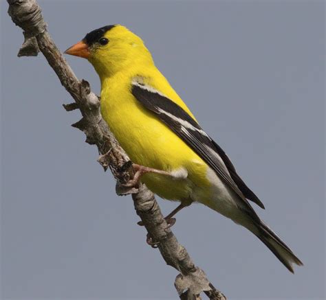 American Goldfinch San Diego Bird Spot
