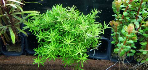 Limnophila Mini Vietnam Live Aquarium Plants Pearlingplants
