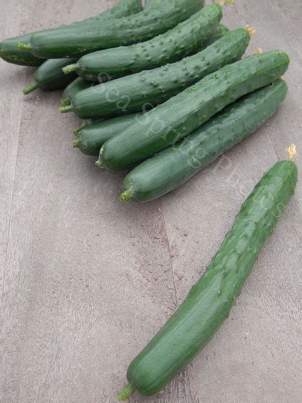 Burpless Tasty Green Cucumber Buy Your Seeds Here Sea Spring Seeds